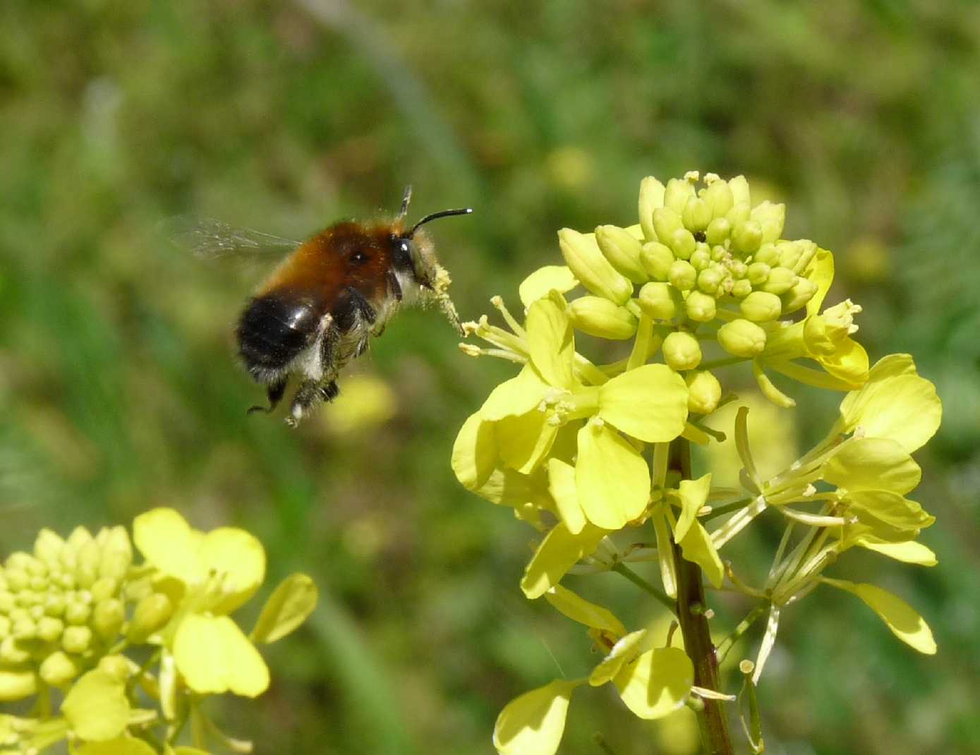 maschio di Anthophora dispar